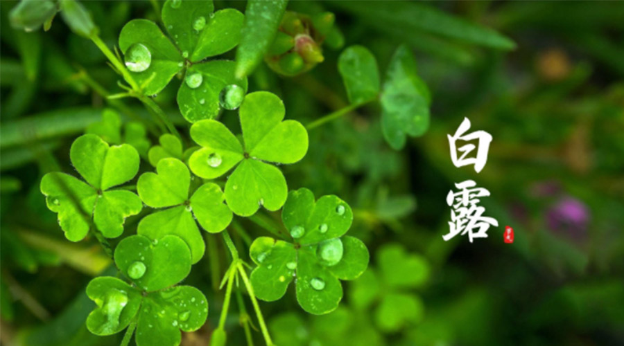 白露時節(jié)！ 金環(huán)電器提醒大家要注意這些事項